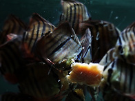 Red Catana Discus ..