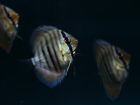 Red Catana Discus ..