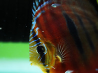 Red Catana Discus ..