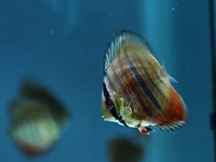 Red Catana Discus ..