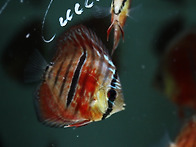 Red Catana Discus ..