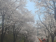 산음휴양림 도로변 벚꽃(..