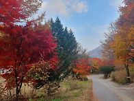 2025년 산음휴양림 가을단..