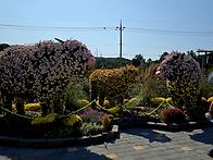 전북 임실 치즈 축제, 노..