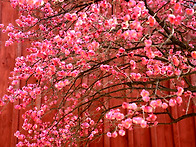 서울 봉은사 봄꽃 & 선정릉..