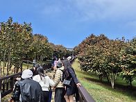 4/4 마량리동백숲