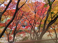 11.12.수.내장산 단풍 절..