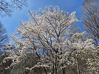 4/5(일)공산성,동학사