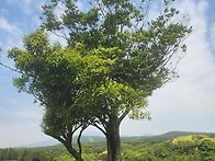 제주도일주일살기 (5/12..