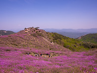 황매산(2025.5.4 일)