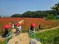 05.25 원주 용수골 양귀비