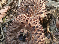 오랜만에 능이산행