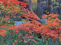 언양 석남사 가을풍경