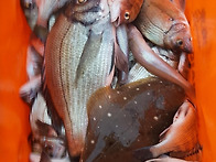 남해 삼산면 방파제 조황