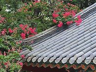 쌍계사와 배롱나무