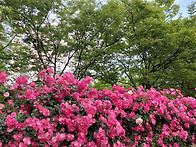 우리동네 장미축제