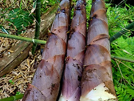 햇 생죽순(분죽) 10kg-..
