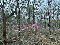 사진) 강정숙(초아..