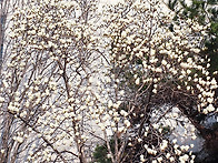 청지기 댓글, 김일연목사