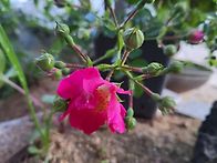 하우스에 핀 꽃들