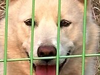 어미 보다 개선된 개체