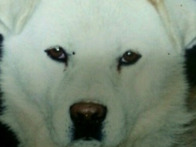 대한민국 최초,최고로 전해..