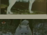 북한 홍보 풍산개