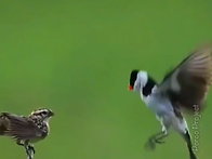 천인조