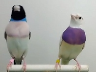 호금조