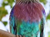 라일락가슴 롤러