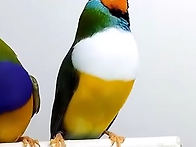호금조