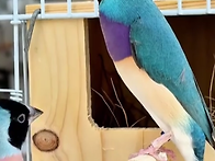 블루호금조