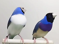 블루호금조