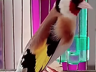 오색방울새