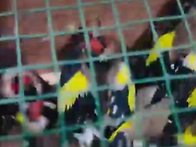 오색방울새