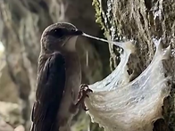 제비