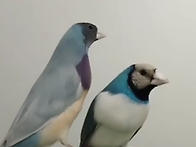 호금조