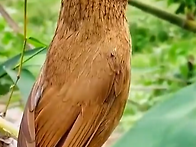 화미