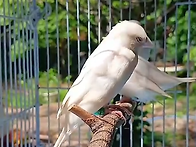 실버호금조
