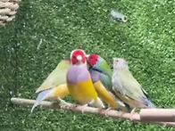 호금조