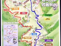 인제 자작나무숲