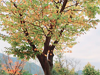 황산국화축제