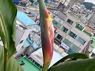 극락조화