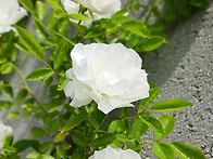 썸머스노우