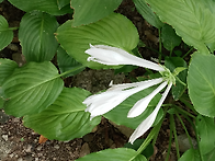 옥잠화