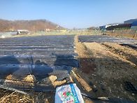 텃밭이랑 대추나무
