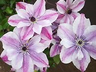 수퍼 큐트-Clematis S..