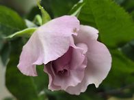 꾸뛰르 드 칠리아