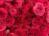 매직 트렌드세터(Magic ..