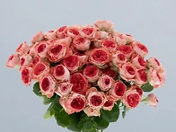 캐칭 트렌드세터-Catchi..